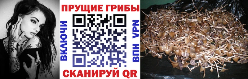как найти закладки даркнет телеграм Псилоцибиновые грибы Psilocybe Семилуки